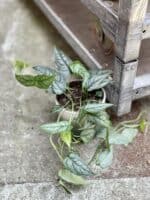 Zdjęcie rosliny doniczkowej Monstera siltepecana, ujęcie 2