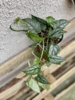 Zdjęcie rosliny doniczkowej Monstera siltepecana, ujęcie 3