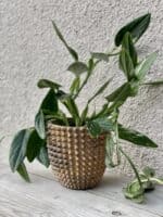 Zdjęcie doniczki lub oslonki: Osłonka Kiwano 13 × 16 cm, ujęcie 2