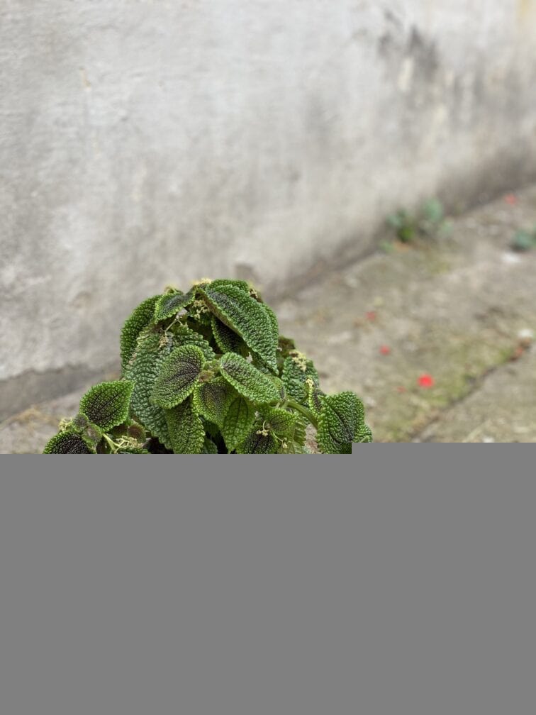 Zdjęcie rosliny doniczkowej Pilea Moonvalley, ujęcie 1
