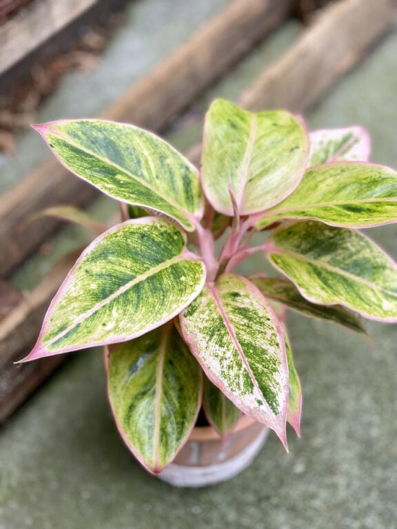 Zdjęcie rosliny doniczkowej Aglaonema Salmon Fantasy, ujęcie 1