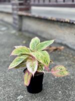 Zdjęcie rosliny doniczkowej Aglaonema Salmon Fantasy, ujęcie 2