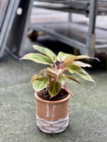 Zdjęcie rosliny doniczkowej Aglaonema Salmon Fantasy, ujęcie 3