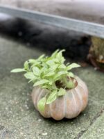 Zdjęcie doniczki lub oslonki: Osłonka Pumpkin 9 × 9 cm, ujęcie 2