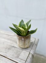 Zdjęcie rosliny doniczkowej Sansevieria Golden Hahnii, ujęcie 1