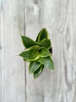 Zdjęcie rosliny doniczkowej Sansevieria Golden Hahnii, ujęcie 2