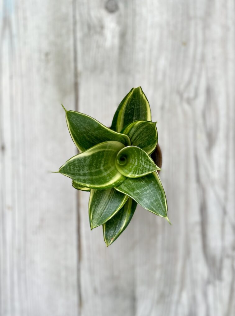 Zdjęcie rosliny doniczkowej Sansevieria Golden Hahnii, ujęcie 2