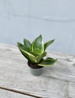 Zdjęcie rosliny doniczkowej Sansevieria Golden Hahnii, ujęcie 3