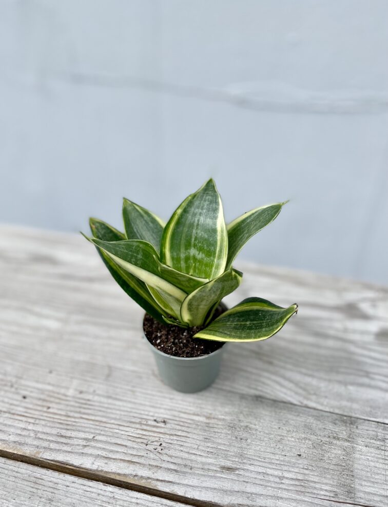 Zdjęcie rosliny doniczkowej Sansevieria Golden Hahnii, ujęcie 3