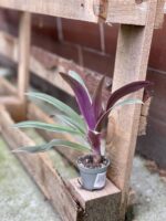 Zdjęcie rosliny doniczkowej Tradescantia Spathacea Discolor, ujęcie 1