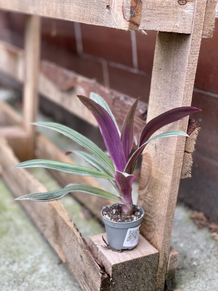 Zdjęcie rosliny doniczkowej Tradescantia Spathacea Discolor, ujęcie 1