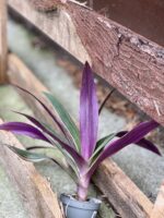 Zdjęcie rosliny doniczkowej Tradescantia Spathacea Discolor, ujęcie 2