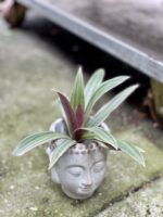 Zdjęcie rosliny doniczkowej Tradescantia Spathacea Discolor, ujęcie 3
