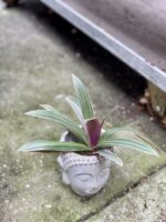 Zdjęcie rosliny doniczkowej Tradescantia Spathacea Discolor, ujęcie 4