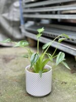 Zdjęcie rosliny doniczkowej Alocasia Tiny Dancer, ujęcie 1