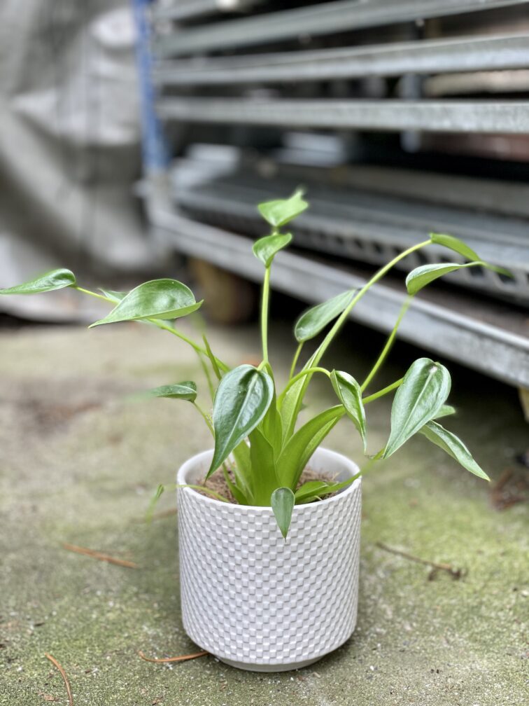 Zdjęcie rosliny doniczkowej Alocasia Tiny Dancer, ujęcie 1