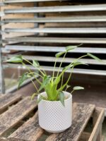 Zdjęcie rosliny doniczkowej Alocasia Tiny Dancer, ujęcie 2