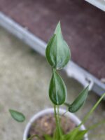Zdjęcie rosliny doniczkowej Alocasia Tiny Dancer, ujęcie 3