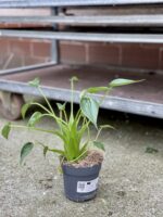 Zdjęcie rosliny doniczkowej Alocasia Tiny Dancer, ujęcie 4