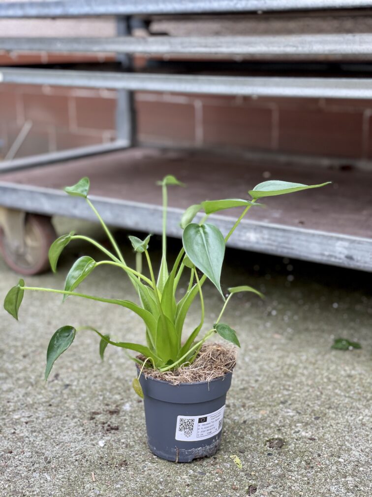Zdjęcie rosliny doniczkowej Alocasia Tiny Dancer, ujęcie 4