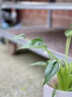 Zdjęcie rosliny doniczkowej Alocasia Tiny Dancer, ujęcie 5