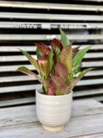 Zdjęcie rosliny doniczkowej Codiaeum variegatum Mrs Iceton (Kroton), ujęcie 1