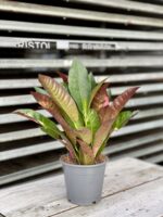 Zdjęcie rosliny doniczkowej Codiaeum variegatum Mrs Iceton (Kroton), ujęcie 2