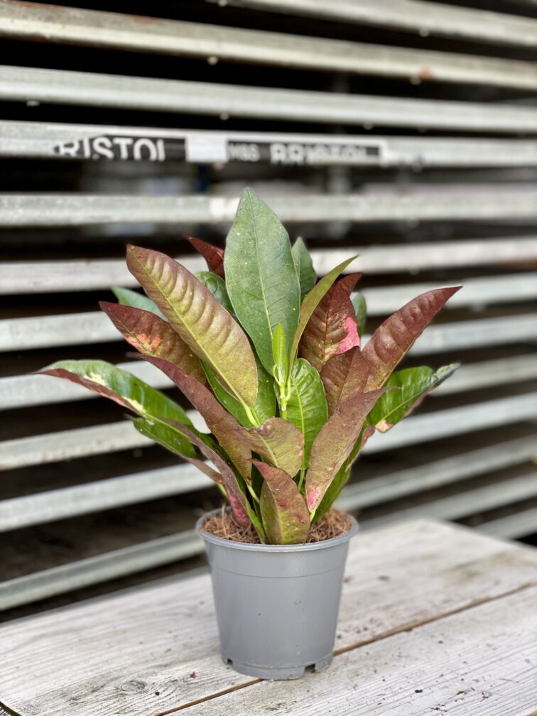 Zdjęcie rosliny doniczkowej Codiaeum variegatum Mrs Iceton (Kroton), ujęcie 2