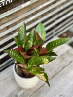 Zdjęcie rosliny doniczkowej Codiaeum variegatum Mrs Iceton (Kroton), ujęcie 3