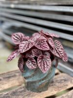 Zdjęcie rosliny doniczkowej Peperomia caperata Schumi Red, ujęcie 1