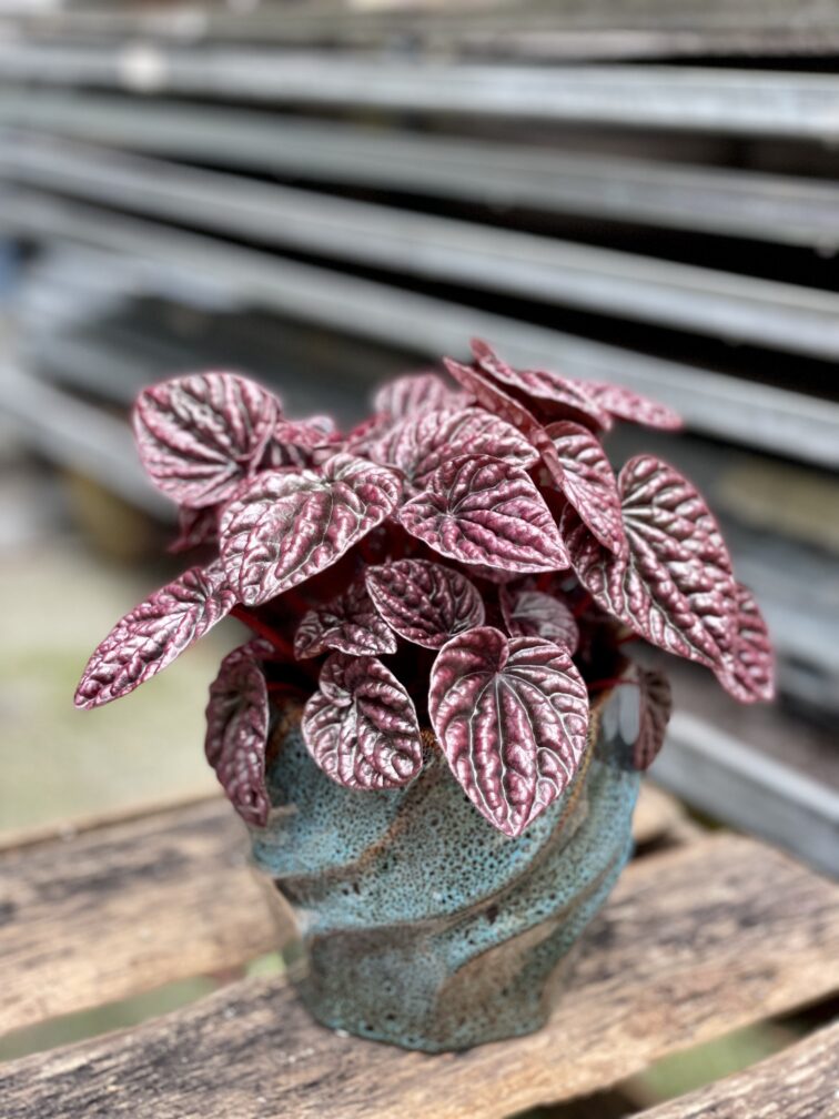 Zdjęcie rosliny doniczkowej Peperomia caperata Schumi Red, ujęcie 1