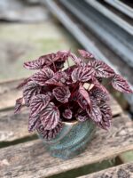 Zdjęcie rosliny doniczkowej Peperomia caperata Schumi Red, ujęcie 2