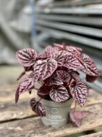 Zdjęcie rosliny doniczkowej Peperomia caperata Schumi Red, ujęcie 3