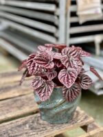 Zdjęcie rosliny doniczkowej Peperomia caperata Schumi Red, ujęcie 4