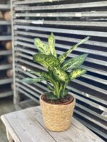Zdjęcie rosliny doniczkowej Dieffenbachia Sublime, ujęcie 1