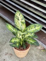 Zdjęcie rosliny doniczkowej Dieffenbachia Sublime, ujęcie 2