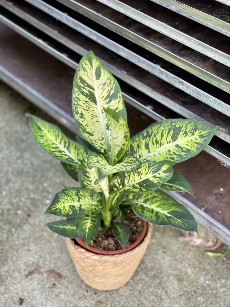 Zdjęcie rosliny doniczkowej Dieffenbachia Sublime, ujęcie 2