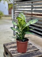 Zdjęcie rosliny doniczkowej Dieffenbachia Sublime, ujęcie 3