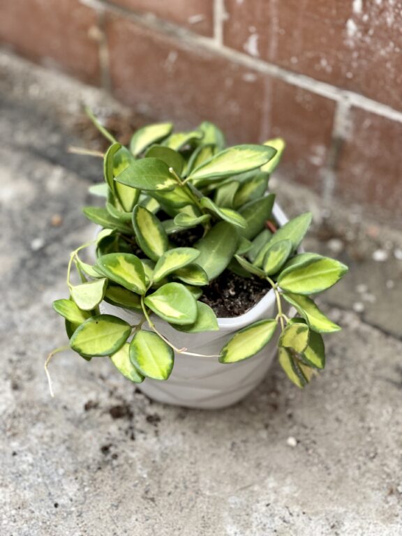 Zdjęcie rosliny doniczkowej Hoya DS 70 (button variegata), ujęcie 1