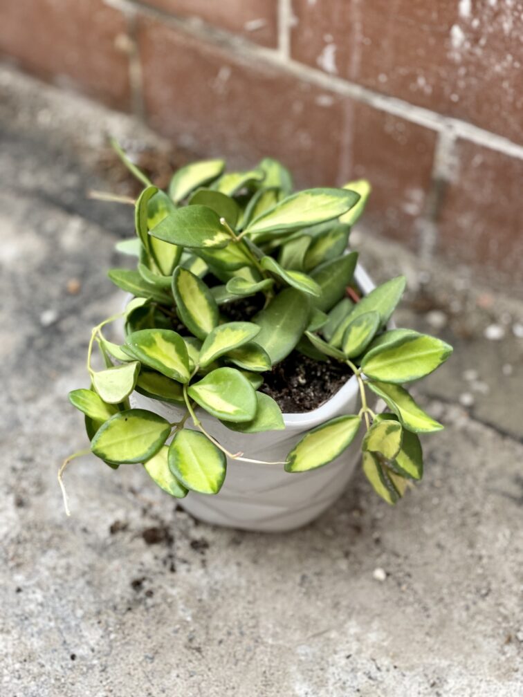 Zdjęcie rosliny doniczkowej Hoya DS 70 (button variegata), ujęcie 1