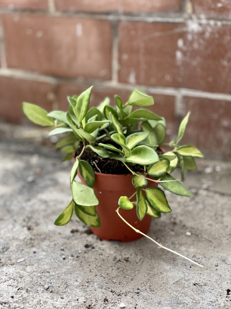 Zdjęcie rosliny doniczkowej Hoya DS 70 (button variegata), ujęcie 2