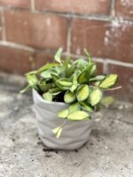 Zdjęcie rosliny doniczkowej Hoya DS 70 (button variegata), ujęcie 3