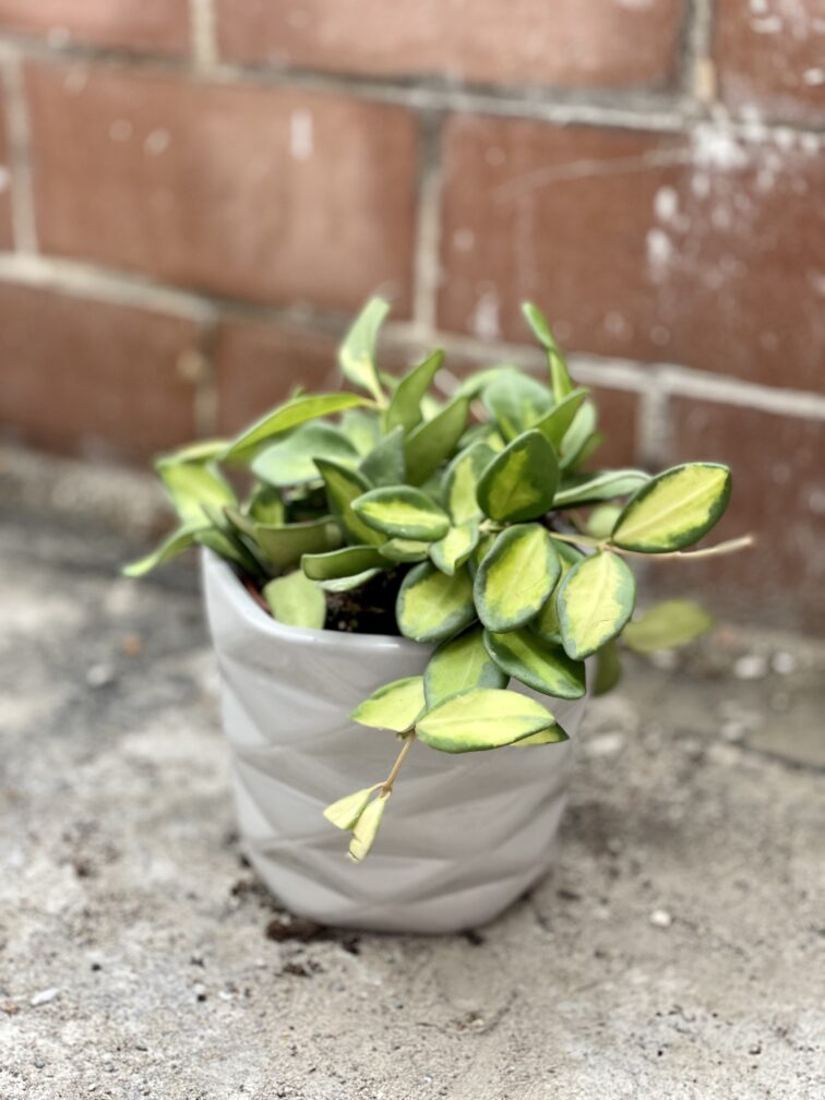 Zdjęcie rosliny doniczkowej Hoya DS 70 (button variegata), ujęcie 3