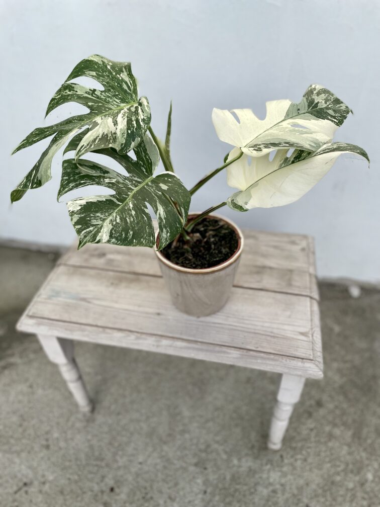Zdjęcie rosliny doniczkowej Monstera deliciosa variegata, ujęcie 1