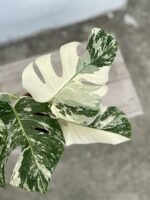 Zdjęcie rosliny doniczkowej Monstera deliciosa variegata, ujęcie 2