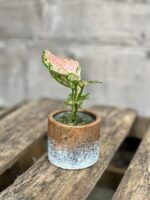Zdjęcie doniczki lub oslonki: Osłonka Bronze 6 × 6 cm, ujęcie 2