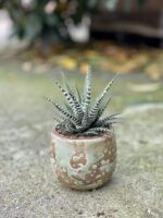 Zdjęcie doniczki lub oslonki: Osłonka drop Green 7x9cm, ujęcie 2