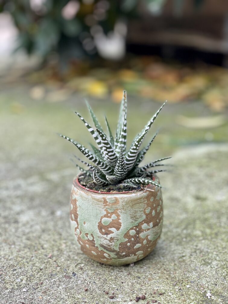 Zdjęcie doniczki lub oslonki: Osłonka drop Green 7x9cm, ujęcie 2