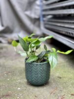 Zdjęcie doniczki lub oslonki: Osłonka Fishbone Green 12 × 13 cm, ujęcie 2