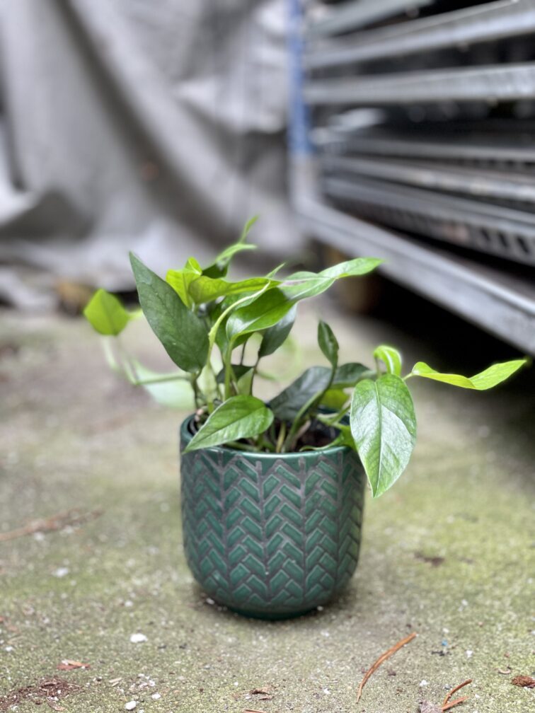 Zdjęcie doniczki lub oslonki: Osłonka Fishbone Green 12 × 13 cm, ujęcie 2